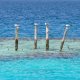 24- Sternes sur un recif 